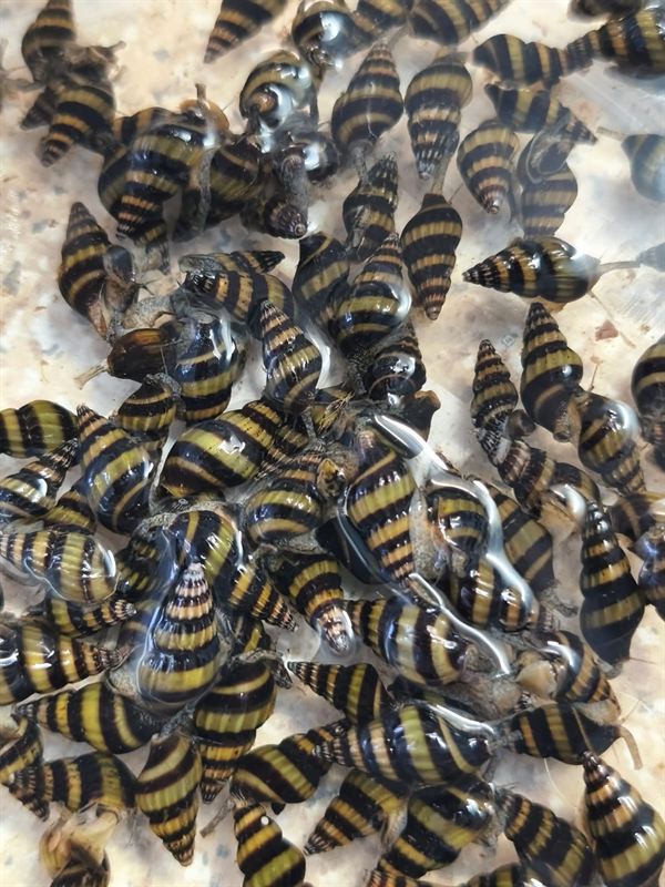 Grupo de caracoles helena con conchas rayadas en amarillo y negro