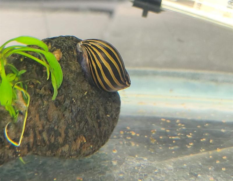 Caracol neritina cebra de rayas negras y doradas sobre roca volcánica