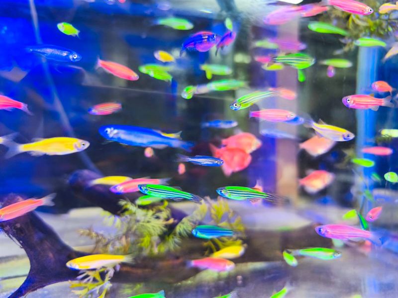 Cardumen de danios cebra GloFish de colores fluorescentes