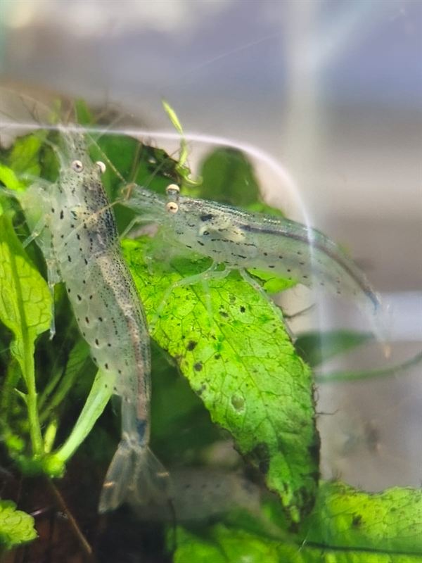 Camarones amano transparentes sobre hojas verdes
