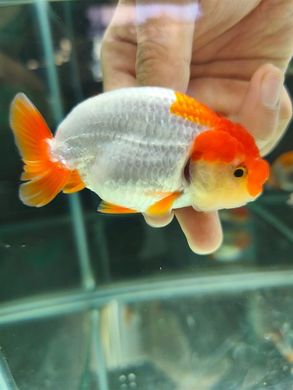 Goldfish lionchu blanco y naranja sostenido en la mano