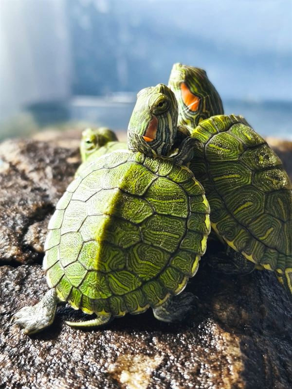 Crías de tortuga de orejas rojas asoleándose sobre una roca